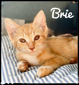 Brie -  Domestic Short Hair Cat for Adoption in El Cajon, California - Brie | PetCurious