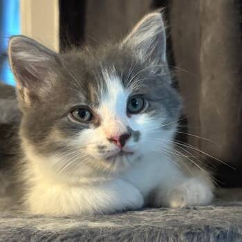 Skitty -  Domestic Short Hair Cat for Adoption in Cumming, Georgia - Skitty | PetCurious