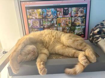 Domestic Short Hair Cats Available for Adoption in Augusta, Georgia - Gadget | PetCurious