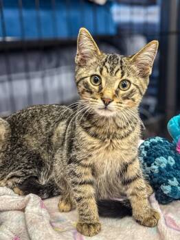 Rescue Domestic Short Hair Cats for Adoption in Calgary, Alberta - Fastback | PetCurious