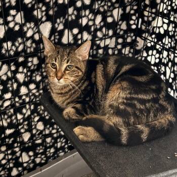 Pippin -  Domestic Short Hair Cat for Adoption in Indianapolis, Indiana - Pippin | PetCurious