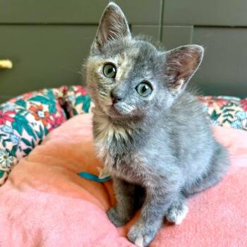 Gwendolyn 11 -  Domestic Short Hair Cat for Adoption in Austin, Texas - Gwendolyn 11 | PetCurious