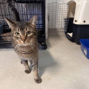 20-237 Basil -  Domestic Short Hair Cat for Adoption in North Branford, Connecticut - 20-237 Basil | PetCurious