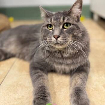 Kip Grady -  Domestic Long Hair Cat for Adoption in Decatur, Georgia - Kip Grady | PetCurious