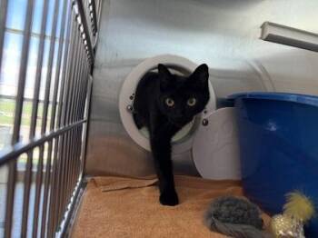 Domestic Medium Hair and Domestic Short Hair Cats Available for Adoption in Westland, Michigan - Mariana | PetCurious