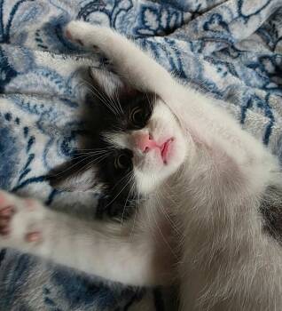 Ariel -  Domestic Short Hair Cat for Adoption in Morganton, North Carolina - Ariel | PetCurious