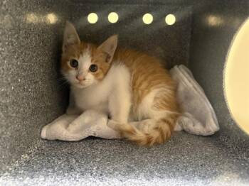 CHESTER -  Domestic Short Hair Cat for Adoption in Tustin, California - CHESTER | PetCurious