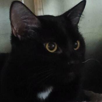 ISSAC -  Domestic Short Hair Cat for Adoption in Wolcott, Vermont - ISSAC | PetCurious