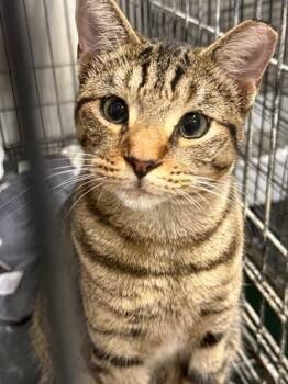 Rescue Domestic Short Hair Cats for Adoption in Fort Worth, Texas - Captain (Hook) | PetCurious