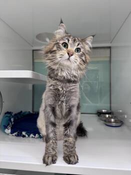 Domestic Long Hair Cats Available for Adoption in Saint Paul, Minnesota - Dolce | PetCurious