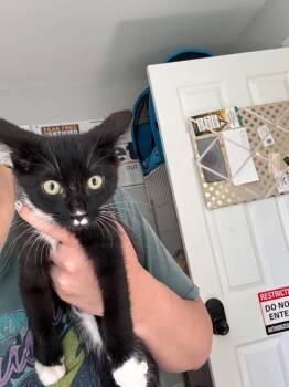 McKenzie -  Domestic Short Hair Cat for Adoption in Cumming, Georgia - McKenzie | PetCurious