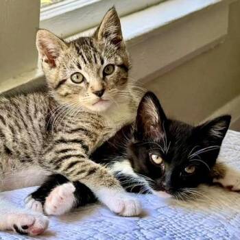 Clarke (bonded w/ Ruby) -  Domestic Short Hair Cat for Adoption in Oakland, California - Clarke (bonded W/ Ruby) | PetCurious