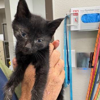 Domestic Short Hair Cats Available for Adoption in Columbiana, Alabama - Ghost Pepper | PetCurious