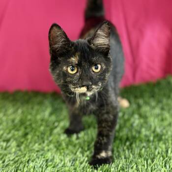 Buttercup -  Domestic Short Hair Cat for Adoption in Bardstown, Kentucky - Buttercup | PetCurious
