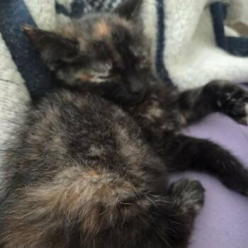 Domestic Short Hair Cats Available for Adoption in Fredericksburg, Virginia - Janne | PetCurious