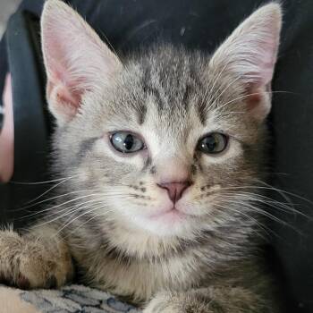 Garth B -  Domestic Short Hair Cat for Adoption in Sandy Springs, Georgia - Garth B | PetCurious