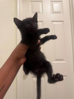 MIDNIGHT -  Domestic Short Hair Cat for Adoption in Omaha, Nebraska - MIDNIGHT | PetCurious