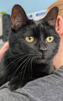 SYLVIA -  Domestic Short Hair Cat for Adoption in Canfield, Ohio - SYLVIA | PetCurious