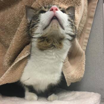 Rosie -  Domestic Short Hair Cat for Adoption in Pittsburgh, Pennsylvania - Rosie | PetCurious