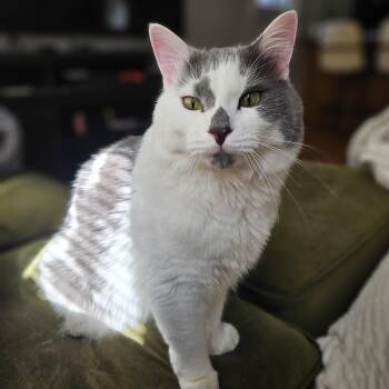 Finch -  Domestic Medium Hair Cat for Adoption in Medfield, Massachusetts - Finch | PetCurious