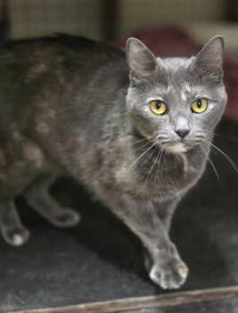 Domestic Short Hair and Dilute Tortoiseshell Cats Available for Adoption - Milkshake | PetCurious