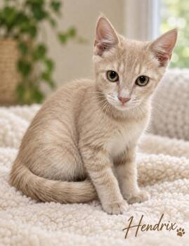 Hendrix -  Domestic Short Hair Cat for Adoption in Pawleys Island, South Carolina - Hendrix | PetCurious