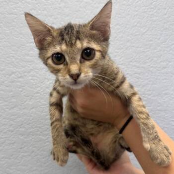 Firefly -  Domestic Short Hair Cat for Adoption in Waco, Texas - Firefly | PetCurious