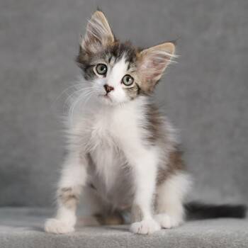 Travis -  Domestic Medium Hair Cat for Adoption in Sunnyvale, California - Travis | PetCurious