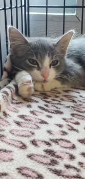 Bronze -  Domestic Long Hair Cat for Adoption in Denham Springs, Louisiana - Bronze | PetCurious