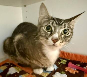 RYLEIGH -  Domestic Short Hair Cat for Adoption in Sarasota, Florida - RYLEIGH | PetCurious