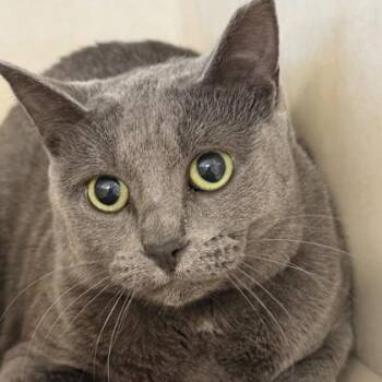 Rescue Domestic Short Hair Cats for Adoption in Lansing, Michigan - Milanesa | PetCurious