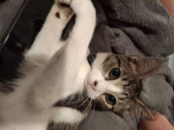 Rescue Tabby Cats for Adoption in Lawrenceville, Georgia - Apollo | PetCurious