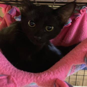 Ra -  Domestic Short Hair Cat for Adoption in Kankakee, Illinois - Ra | PetCurious