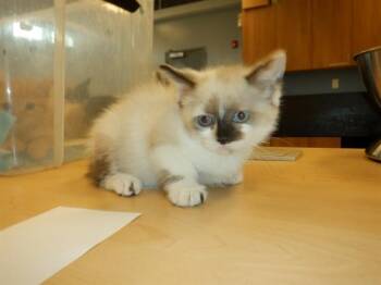 Domestic Short Hair Cats Available for Adoption in San Jose, California - RASPBERRY | PetCurious