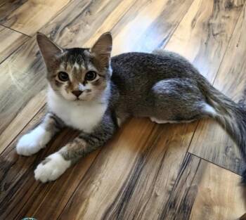 Tonks -  Domestic Medium Hair Cat for Adoption in Albuquerque, New Mexico - Tonks | PetCurious