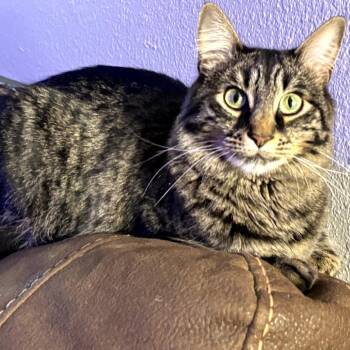 Poppie -  Domestic Long Hair Cat for Adoption in Fort Worth, Texas - Poppie | PetCurious