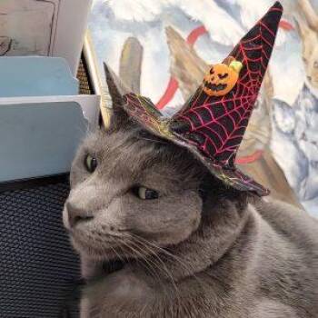 Tig -  Russian Blue Cat for Adoption in Green Valley, Arizona - Tig | PetCurious