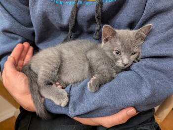 Rescue Domestic Short Hair Cats for Adoption in Albuquerque, New Mexico - Yzma | PetCurious
