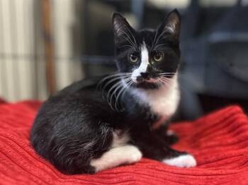 SHERRY -  Domestic Short Hair Cat for Adoption in Colorado Springs, Colorado - SHERRY | PetCurious
