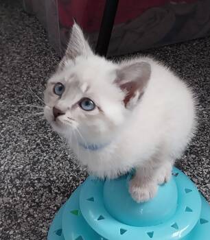 Siamese Cats Available for Adoption in South Bend, Indiana - Cherub * IN FOSTER * | PetCurious