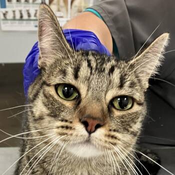 111447 -  Domestic Medium Hair Cat for Adoption in Las Cruces, New Mexico - 111447 | PetCurious