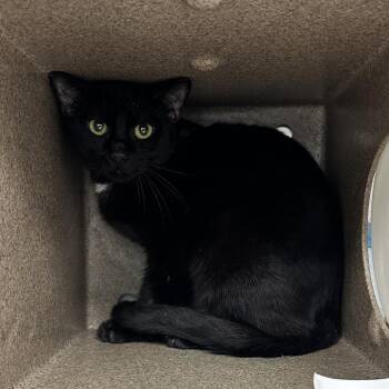 Katara -  Domestic Short Hair Cat Available for Adoption in Abilene, Texas - Katara | PetCurious