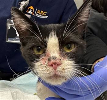 Rescue Domestic Short Hair Cats for Adoption in Ontario, California - SYLVESTER | PetCurious