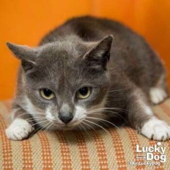 Domestic Short Hair Cats Available for Adoption - Gray | PetCurious