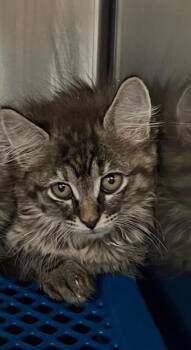 Sparkle -  Domestic Long Hair Cat Available for Adoption in Jackson, Louisiana - Sparkle | PetCurious