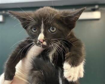 Domestic Short Hair Cats Available for Adoption in Thousand Palms, California - A1912818 | PetCurious