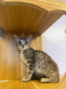 Scarlett -  Domestic Short Hair Cat for Adoption in Freeport, New York - Scarlett | PetCurious