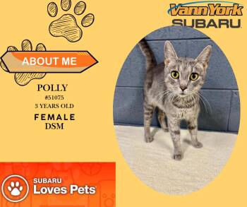 Rescue Domestic Short Hair Cats for Adoption in Randleman, North Carolina - Polly | PetCurious