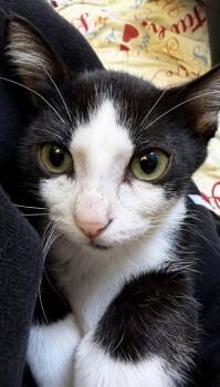 Gatsby -  Domestic Short Hair Cat for Adoption in Sherwood, Arkansas - Gatsby | PetCurious