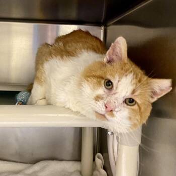 Domestic Short Hair Cats Available for Adoption - Scarface | PetCurious